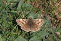 IMG_0135 Dingy Skipper _Dingy_Skipper.JPG